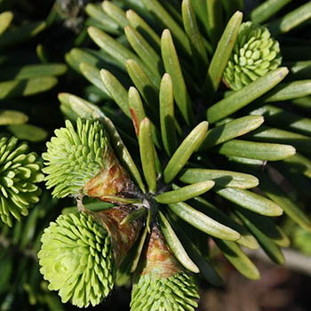 Пихта бальзамическая Abies balsamea  ‘Nana’